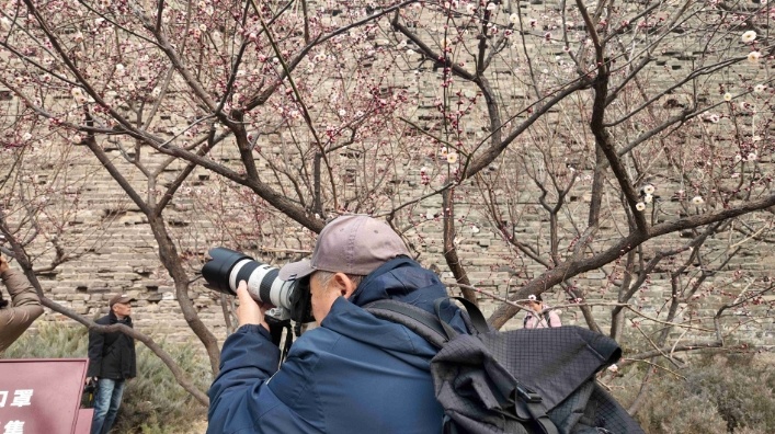 报春了，梅花为何“偏爱”北京这里？