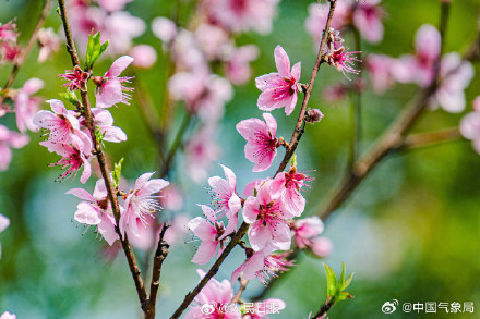 这个季节，有一种浪漫叫桃花朵朵开