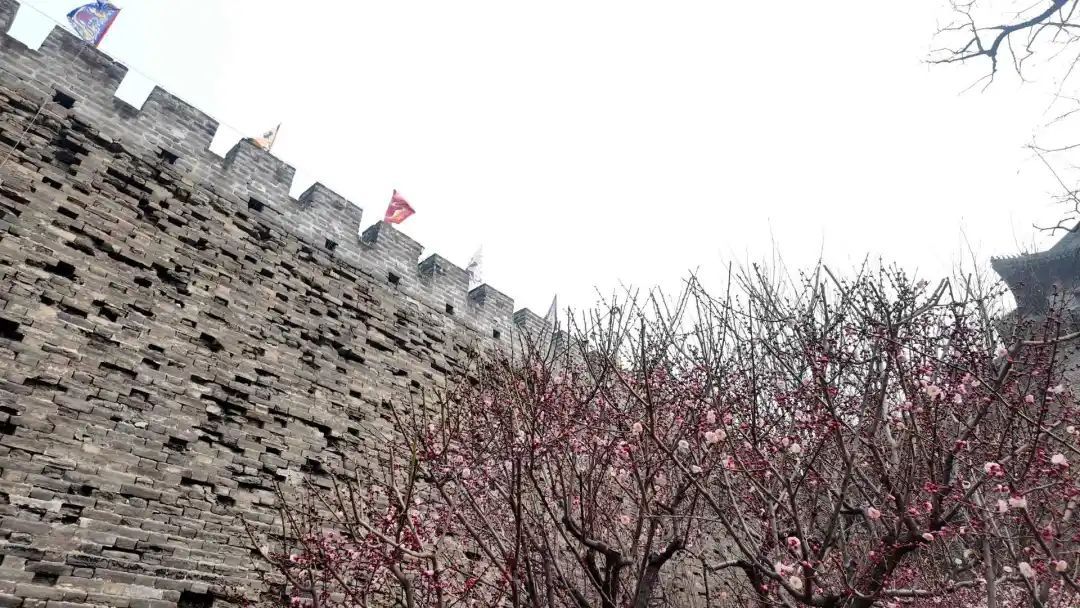 报春了，梅花为何“偏爱”北京这里？