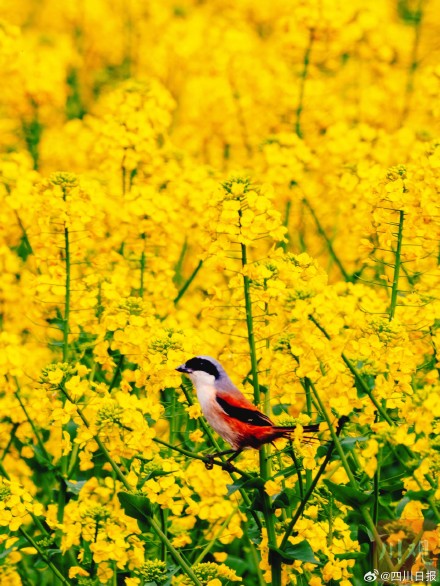 沱江春日大片上线 沱江春日大片上线