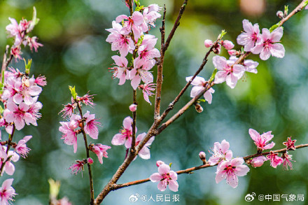 这个季节，有一种浪漫叫桃花朵朵开
