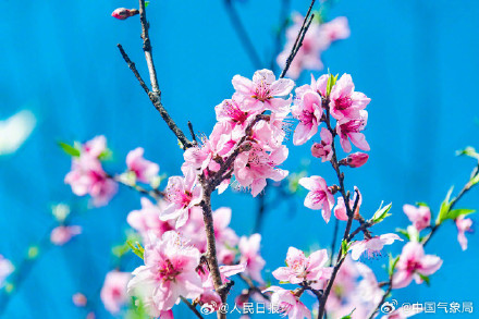 这个季节，有一种浪漫叫桃花朵朵开