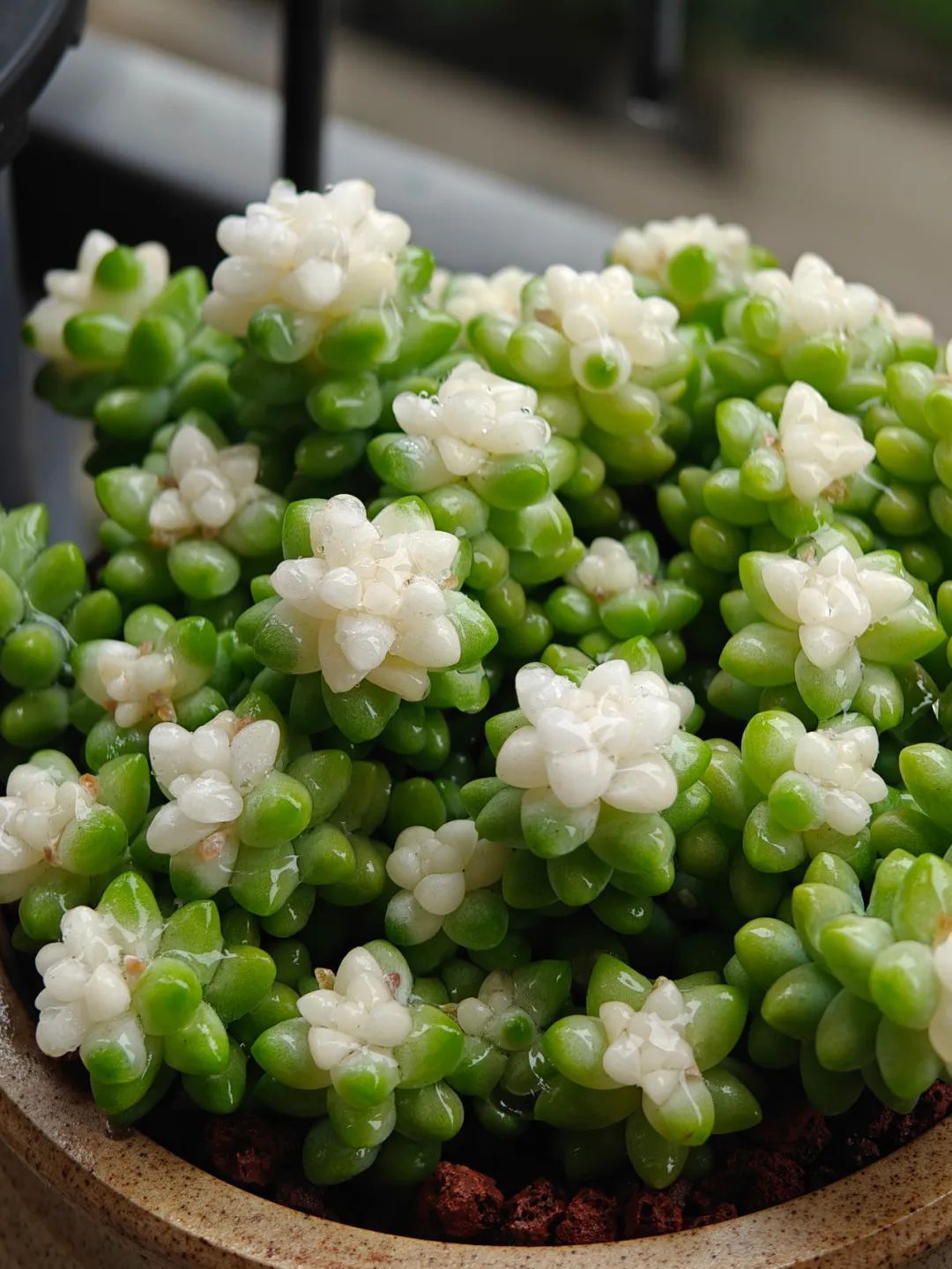 广西发现“多肉”新成员！