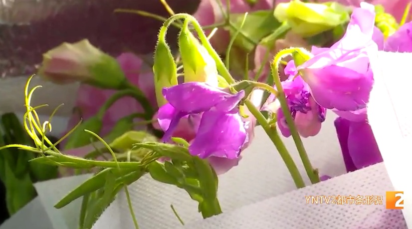 看着像菜，种子有毒，千万不能吃！昆明这种花正大量上市……