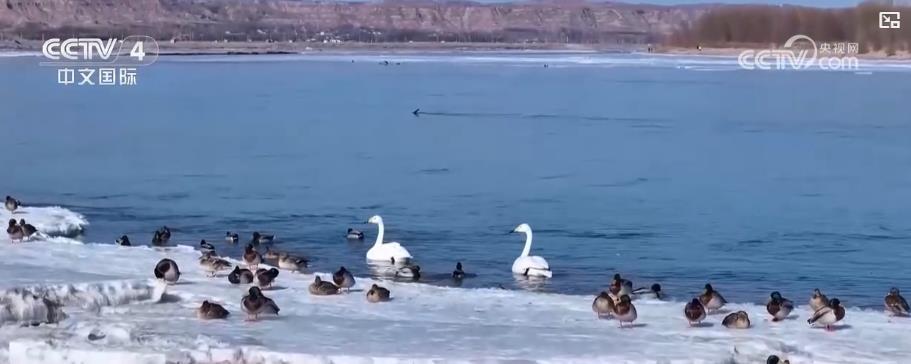 各地迎来候鸟迁徙高峰 生态美景描绘和谐画卷