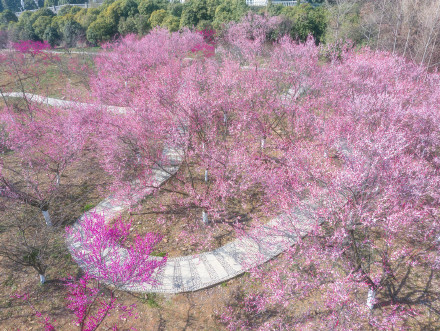 南工大有自己的“梅花山” 南工大有自己的“梅花山”