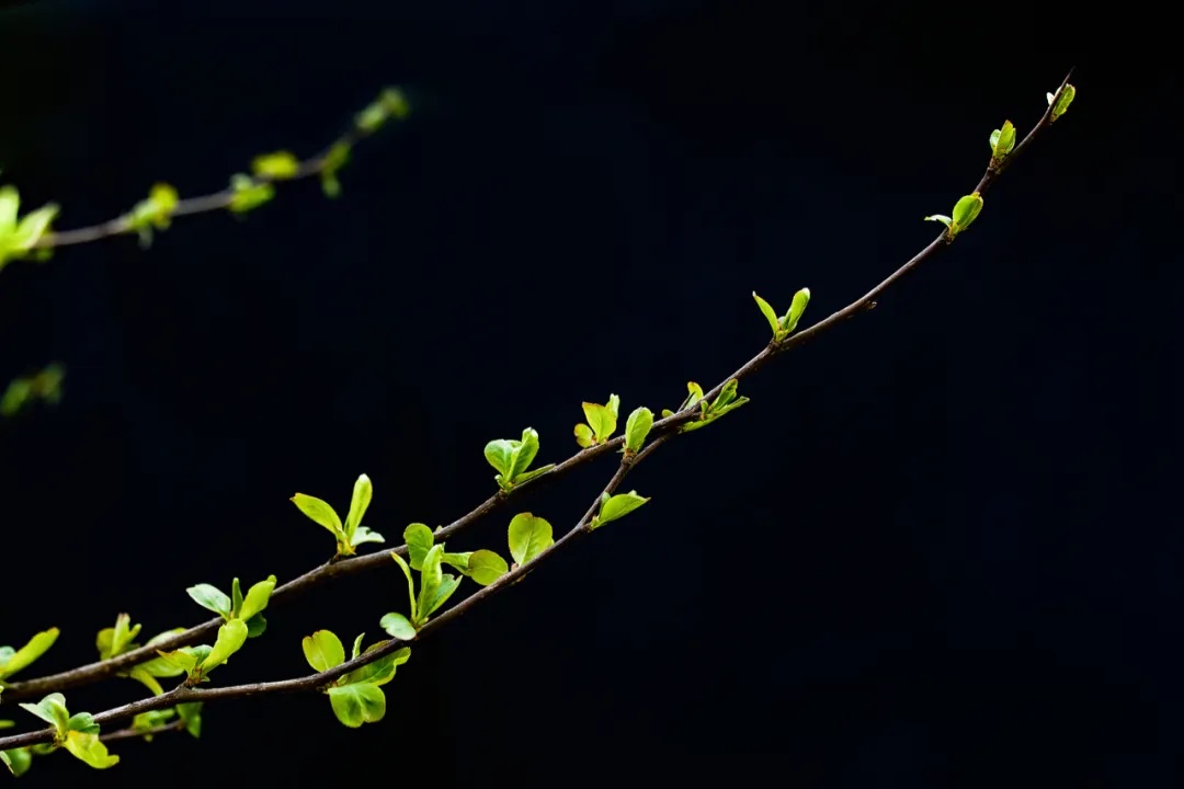 今日惊蛰，要做这些事！