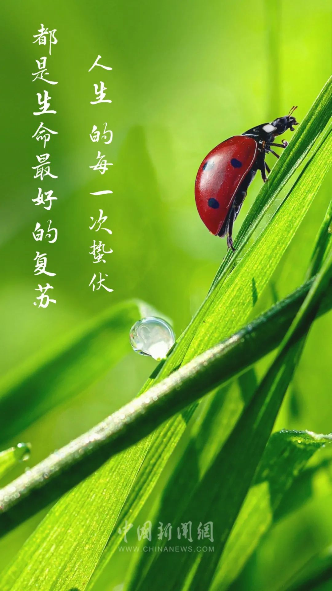 “微雨众卉新，一雷惊蛰始”（惊蛰朋友圈文案来了）