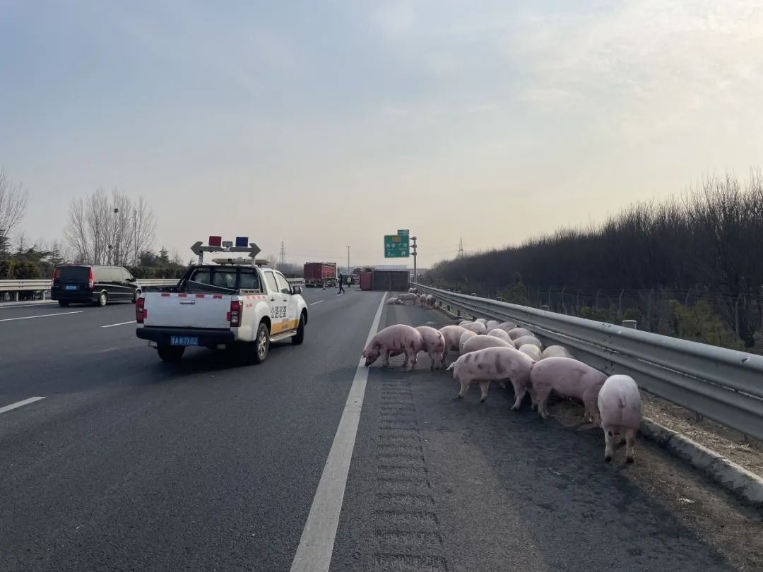事发G20青银高速！42头猪“越狱”了！
