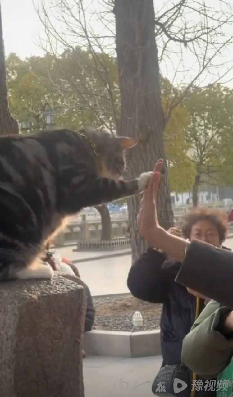 苏州西园寺击掌猫意外爆红陷争议！主人：绝没虐猫蹭流量