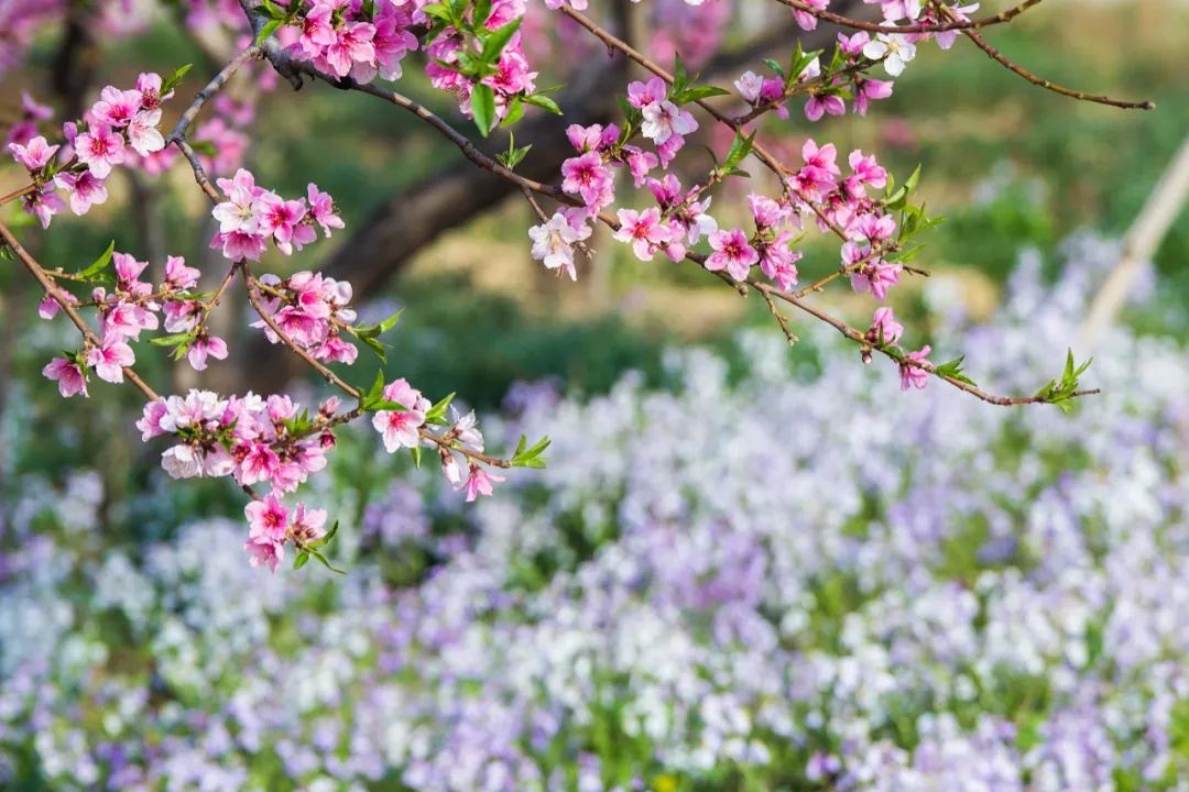 今日惊蛰，要做这些事！