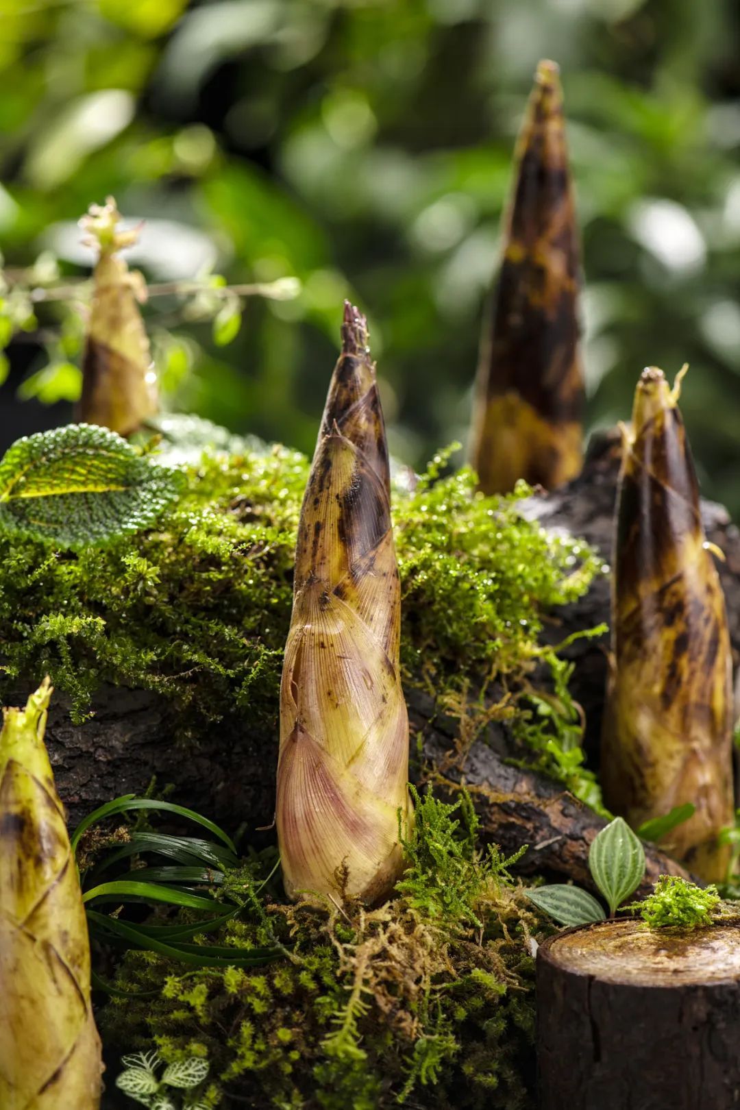 今日惊蛰，要做这些事！