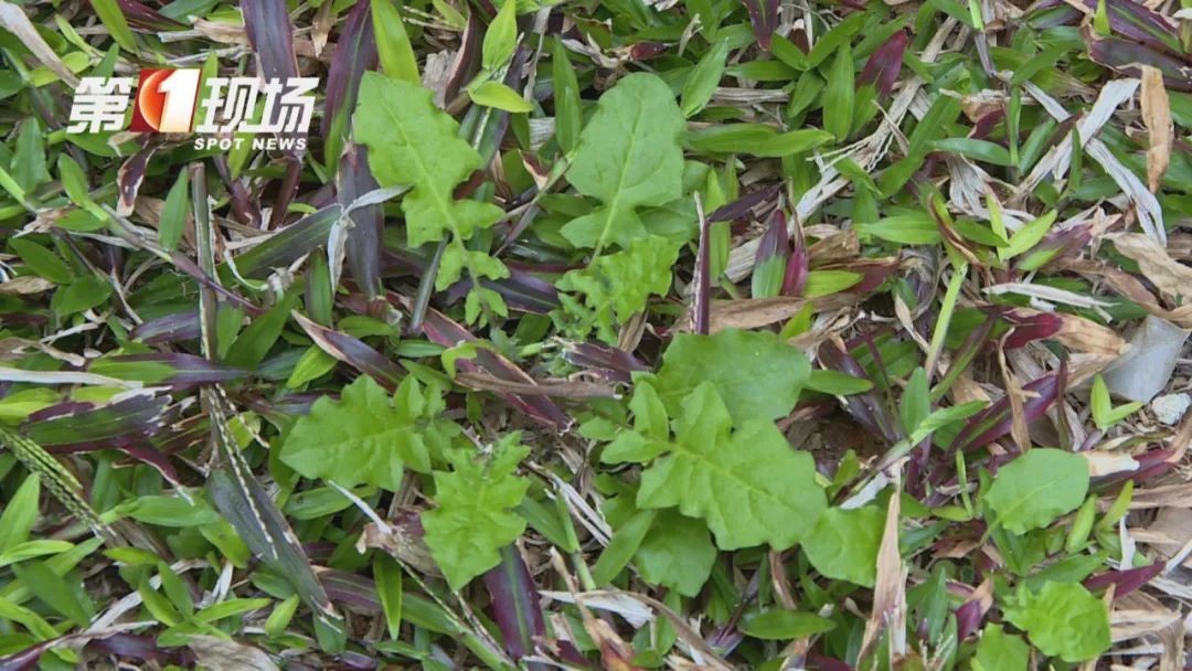 春季高发！不要采！不要吃！