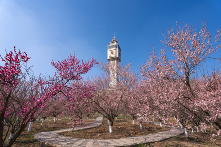南工大有自己的“梅花山” 南工大有自己的“梅花山”