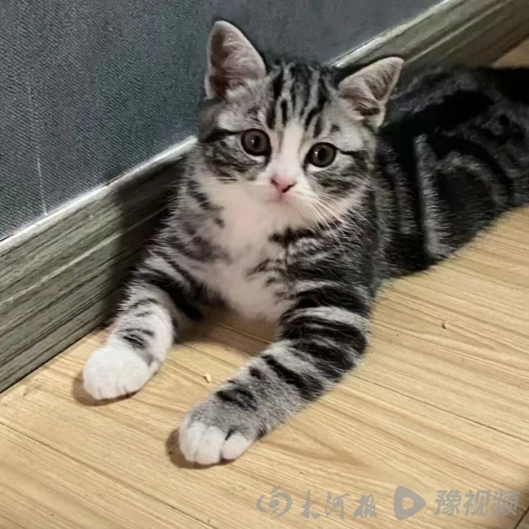 苏州西园寺击掌猫意外爆红陷争议！主人：绝没虐猫蹭流量