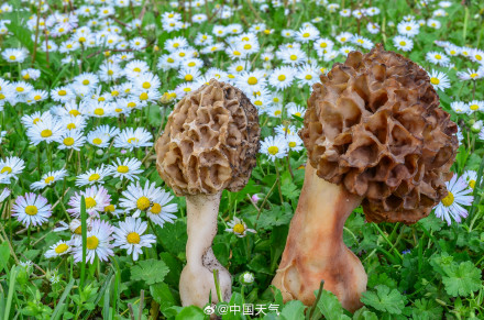 惊蛰 节气赏味地图出炉 邂逅各地春日限定美味
