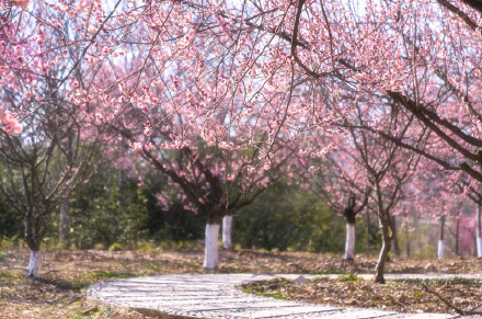 南工大有自己的“梅花山” 南工大有自己的“梅花山”