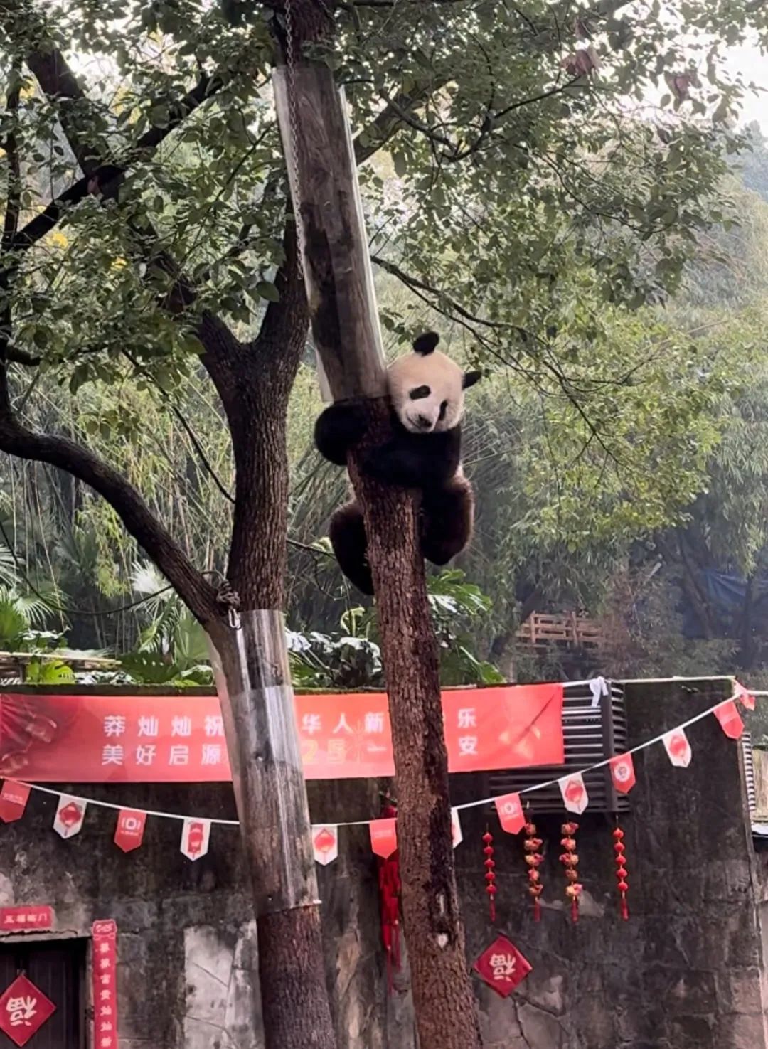 “莽灿灿"双腿无法站立？官方通报