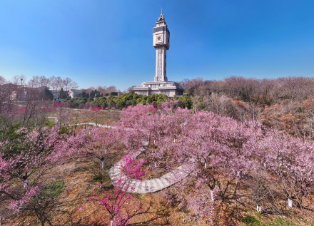 南工大有自己的“梅花山” 南工大有自己的“梅花山”