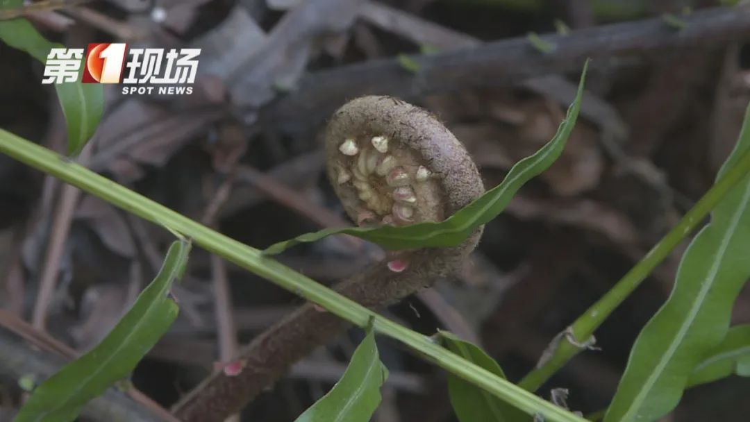 春季高发！不要采！不要吃！