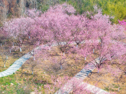 南工大有自己的“梅花山” 南工大有自己的“梅花山”