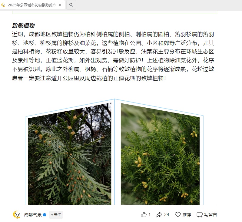 春天花粉过敏，圆柏树成“元凶”？记者调查：城市绿化规划已不再使用