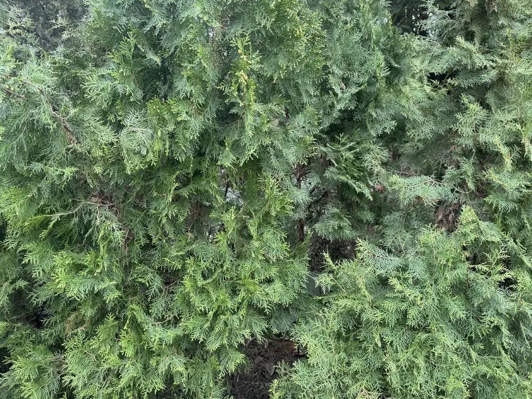 春天花粉过敏，圆柏树成“元凶”？记者调查：城市绿化规划已不再使用