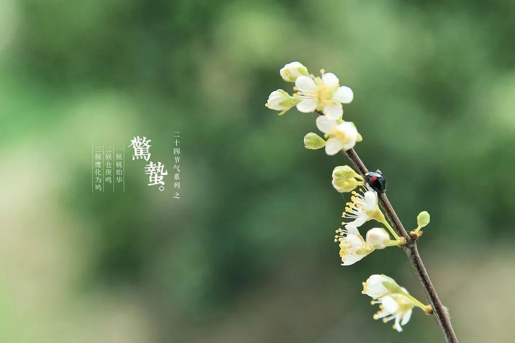 今日惊蛰，在北京，别忘了吃这一口儿！