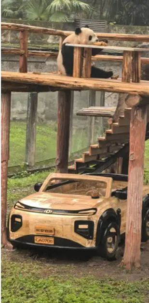 “莽灿灿"双腿无法站立？官方通报