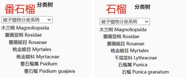 这种水果很通便,维 C 比苹果高 21 倍,春天吃正好!(不是西梅) 这种水果很通便,维 C 比苹果高 21 倍,春天吃正好!(不是西梅)