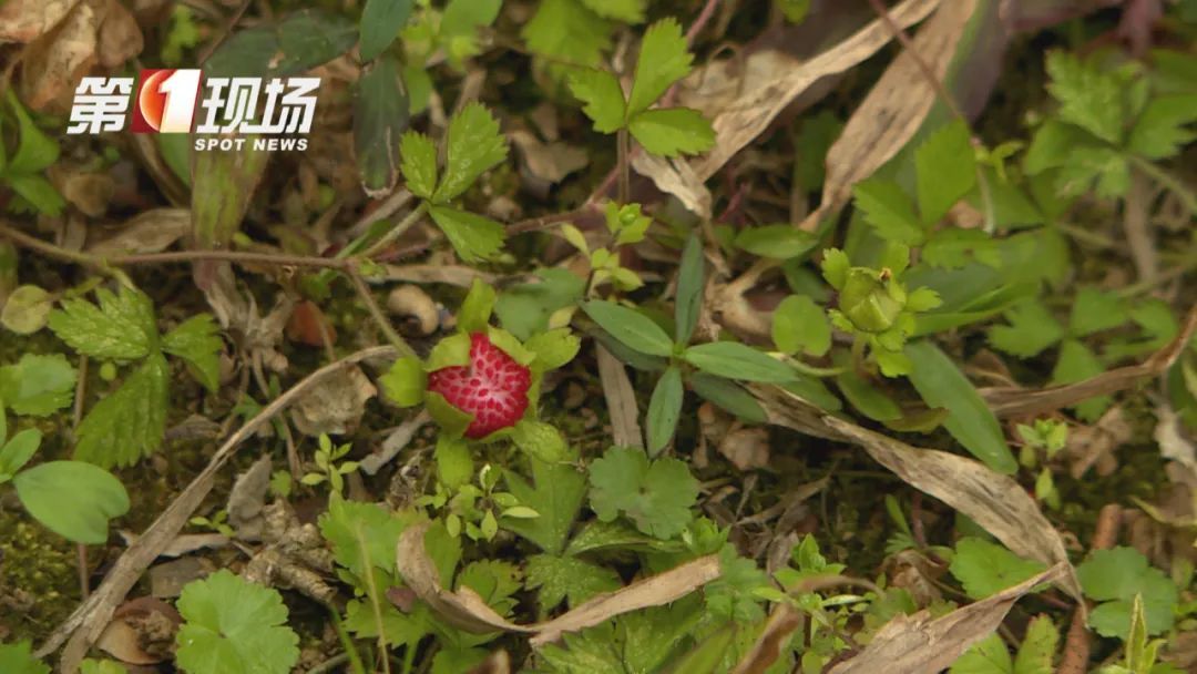 春季高发！不要采！不要吃！