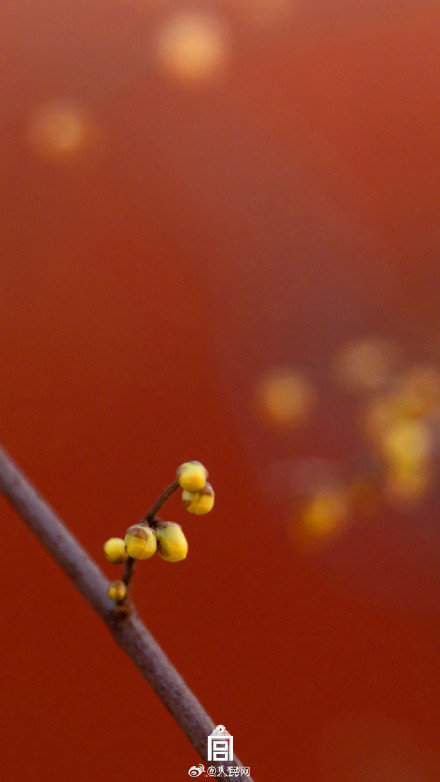 美！故宫春日红墙配蜡梅