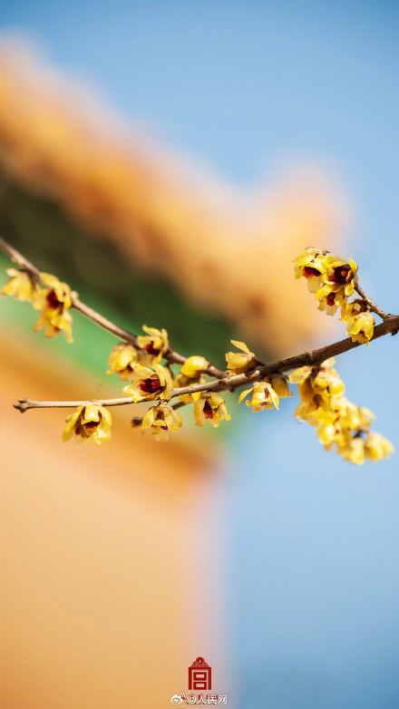 美！故宫春日红墙配蜡梅