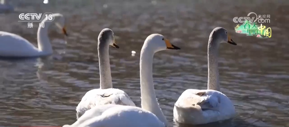 候鸟蹁跹描绘生态美景 “人鸟和谐”展现生机勃勃的春日画卷