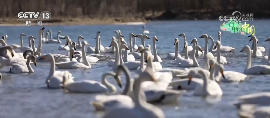 候鸟蹁跹描绘生态美景 “人鸟和谐”展现生机勃勃的春日画卷