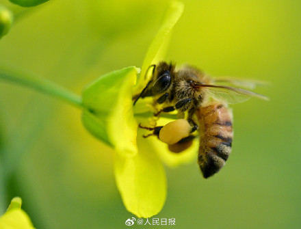 送一你组油菜花壁纸！寓意“才华横溢”