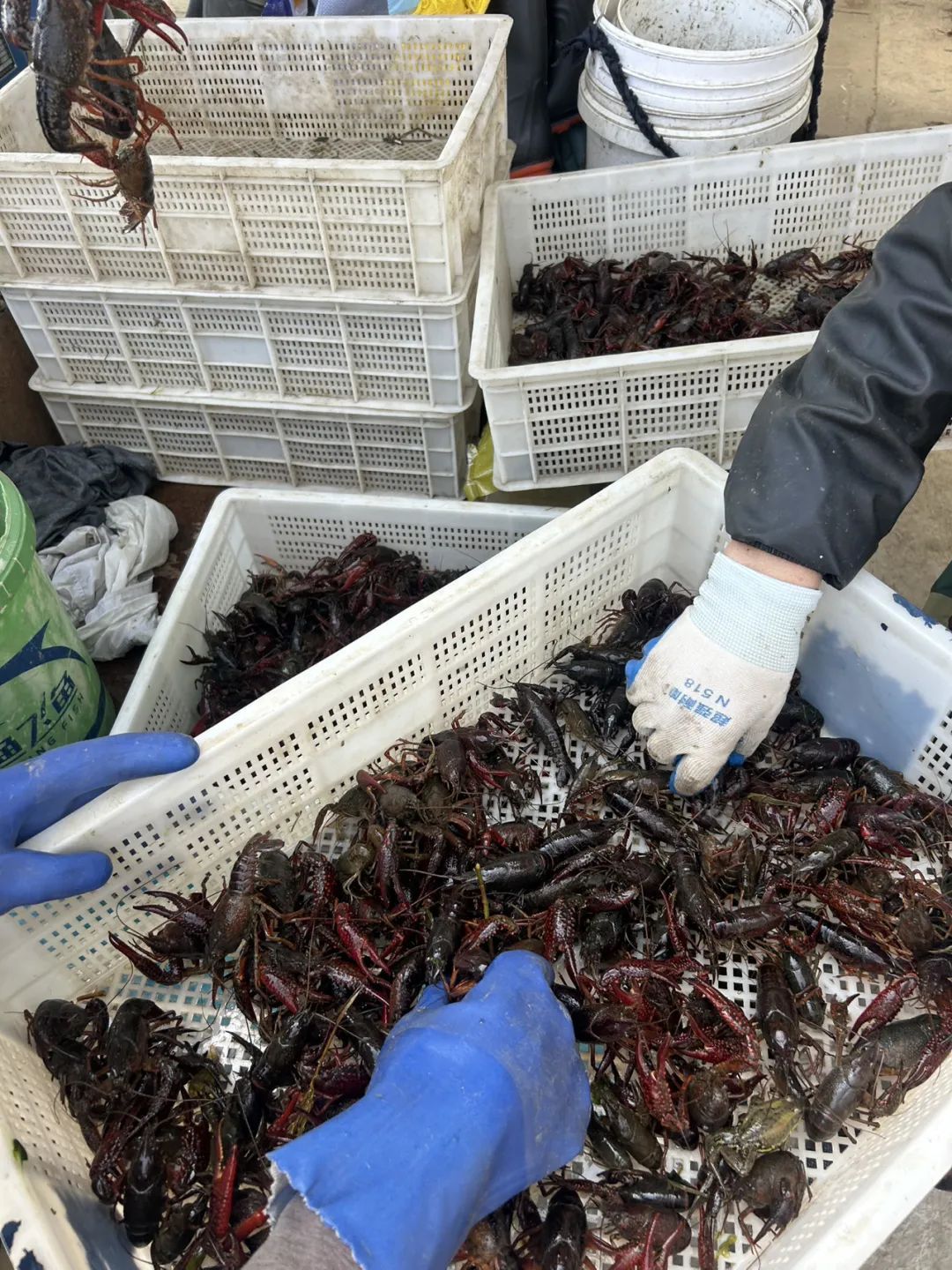 60元每斤！有饭店一天卖300斤，很快更便宜