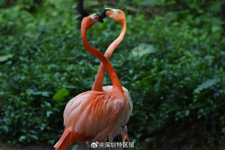 深圳野生动物园火烈鸟比翼双飞 深圳野生动物园火烈鸟比翼双飞