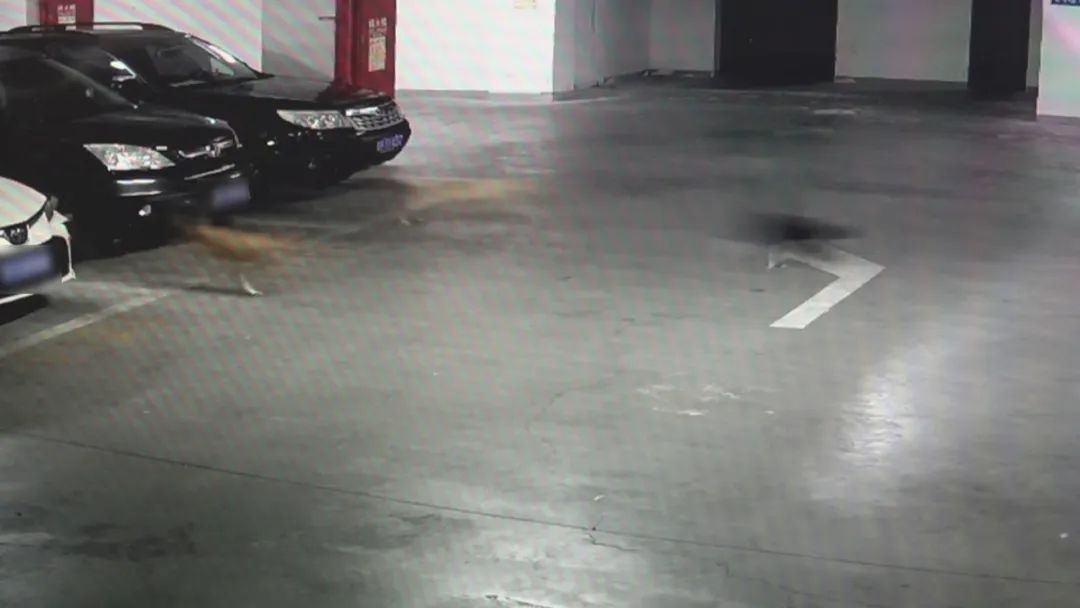 流浪猫狗车库“大战”重伤汽车,车主只能认倒霉?法院判了 流浪猫狗车库“大战”重伤汽车,车主只能认倒霉?法院判了