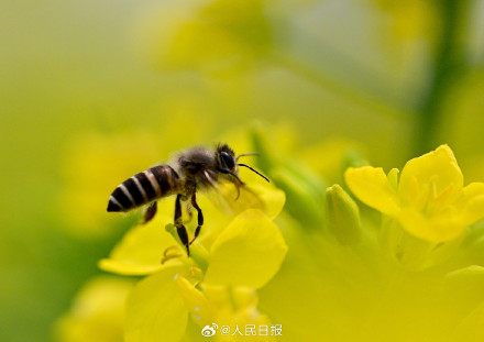 送一你组油菜花壁纸！寓意“才华横溢”