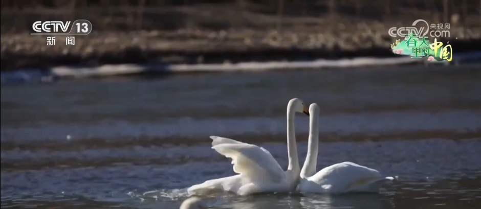 候鸟蹁跹描绘生态美景 “人鸟和谐”展现生机勃勃的春日画卷