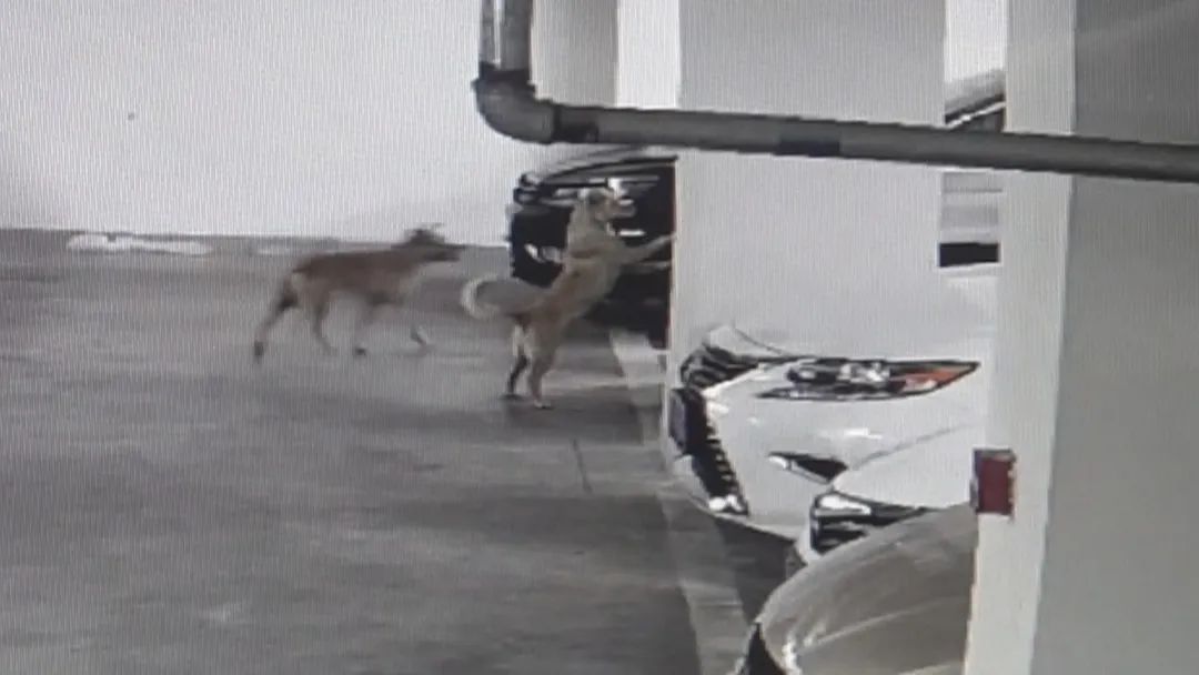 流浪猫狗车库“大战”重伤汽车,车主只能认倒霉?法院判了 流浪猫狗车库“大战”重伤汽车,车主只能认倒霉?法院判了