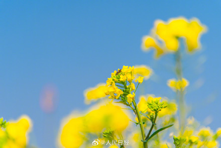 送一你组油菜花壁纸！寓意“才华横溢”