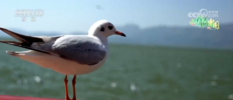 候鸟蹁跹描绘生态美景 “人鸟和谐”展现生机勃勃的春日画卷