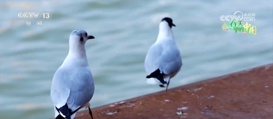 候鸟蹁跹描绘生态美景 “人鸟和谐”展现生机勃勃的春日画卷