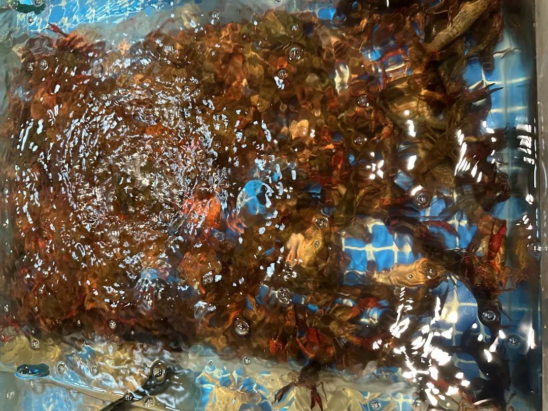 60元每斤！有饭店一天卖300斤，很快更便宜
