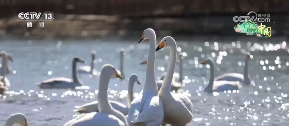候鸟蹁跹描绘生态美景 “人鸟和谐”展现生机勃勃的春日画卷