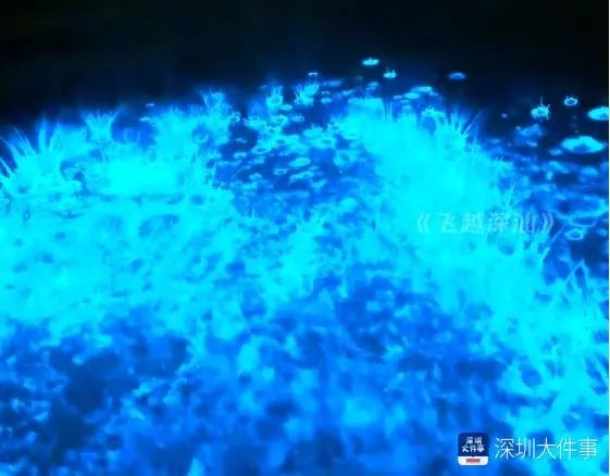 广东一地惊现“蓝眼泪”奇观!网友直呼:太梦幻 广东一地惊现“蓝眼泪”奇观!网友直呼:太梦幻