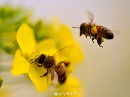 送一你组油菜花壁纸！寓意“才华横溢”