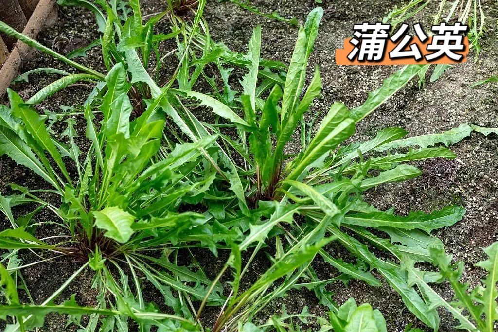 这3种野菜千万别吃，转告家里的老人，别再当成“宝”了！